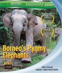 Borneo's Pygmy Elephants (2009)